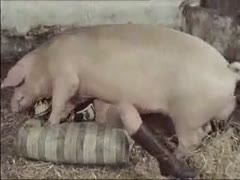 Fucking a pig in the barn with a vintage Zoofilia lady